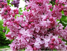 ������ ��������� ����������� 250�.jpg