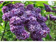 ������ ���� �������