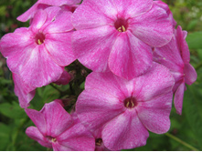 ������ �� �����