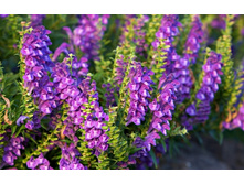 ������� �����������.���� 75,6 ���.