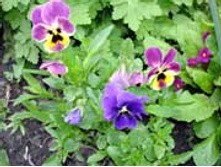 ������.���� 31,5 ���.