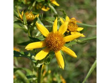 ����� ������ (������������).���� 25,2 ���.