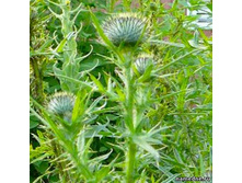 �������� ������.���� 34 ���.