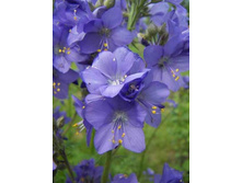 ������ �������.���� 85 ���.