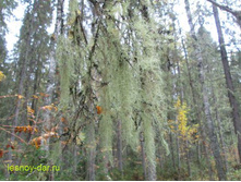 ����� ���������.���� 56,7 ���.