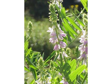 ������ �����.���� 31,5 ���.