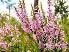 ������ ������������ �����.���� 37,8 ���.