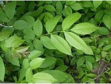 ������� ����, ����..���� 27,8 ���.