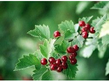 ��������� �������-�������, ����.���� 37,8 ���.