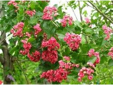 ��������� ������� - ������� �����.���� 37,8 ���.