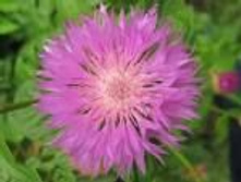 �������� ������.���� 49 ���.