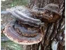 ���� ����� (�������� ������������).���� 113,4 ���