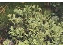 ���������� ��� (��������).���� 72,45 ���.