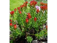 ������� ����������������,������(������� �����).���� 57 ���.