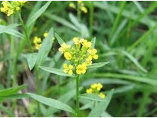 ��������� ������ �����.���� 31,5 ���.