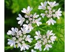 �������� �������� �����.���� 31,5 ���.