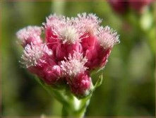 ��������(������� �����).���� 63 ���.