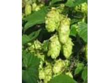 ����� �����.���� 41 ���.