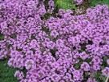 ������,�����.���� 26 ���.