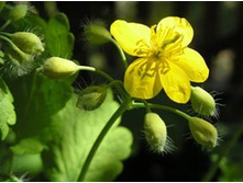 ��������,�����.���� 37,8 ���.