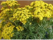 �����,������.���� 25 ���.