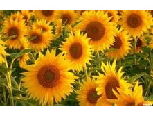 ������������ ������.  ���� 37,8 ���.