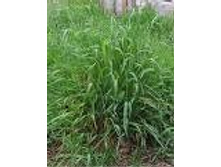 ����� �������� ������. ���� 50 ���.