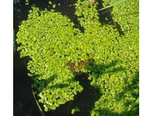 �����,�����.���� 50 ���.