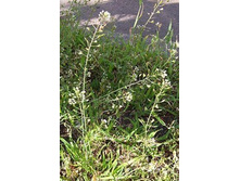 �������� �����,�����. ���� 28 ���.