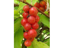 �������� ���������. ���� 113 ���.