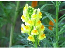 ������� �����. ���� 28 ���.