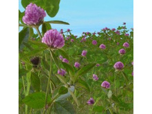 ������� �����.  ���� 31,5 ���.