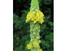 ������� �����. ���� 37,8 ���.