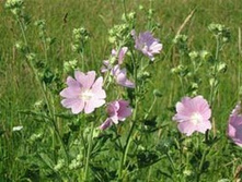 ����� ������.���� 31,5 ���.