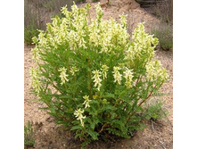 �������� ������������������ �����.���� 63 ���.