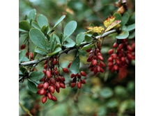 �������� ������������ ������. ���� 37,8 ���.