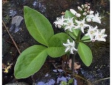 ����� ����������� ������.���� 56,7 ���.