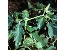 ��������� �����.���� 44,1 ���.