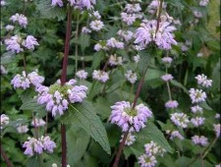 ������ ������������ �����.���� 37,8 ���.