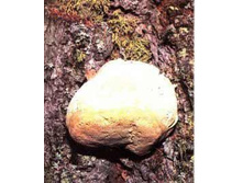 �������� (������������� �����).���� 50 ���.