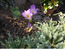 �������� (������������)