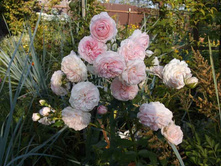 ������� �������