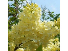 ������ ��������.jpg