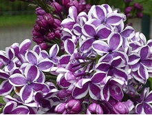 ������ ��������.jpg