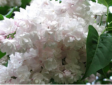 ������ ��������� ������.jpg