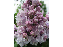 ������ ������ ��������.jpg