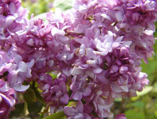 ������ ����� ����.jpg