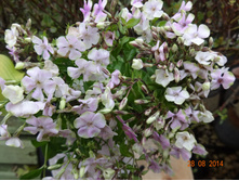 DSC01013.JPG