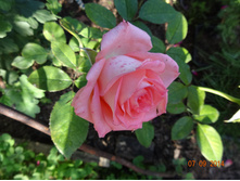 DSC01033.JPG