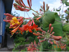 ��������� ������  ���� 'Dropmore Scarlet'